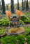 Dwarf Cleric (1)